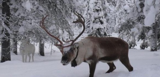 Natur in Arjeplog: Mit allen Sinnen erleben