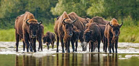 Polen: Bisons in freier Wildbahn