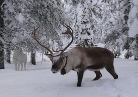 Reindeer Safari