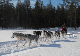 Husky Sledding