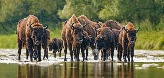 Poland: bison in the wild