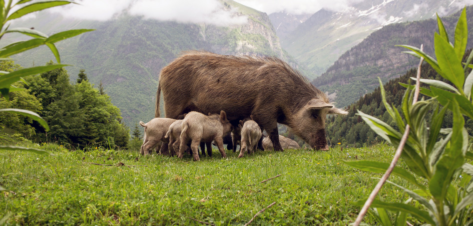 Hiking with wild pigs in Swanetia, Georgia